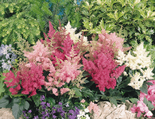 Astary® (Astilbe arendsii) Mix (Benary) - Farmers Stop