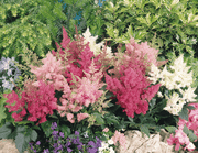 Astary® (Astilbe arendsii) Mix (Benary) - Farmers Stop