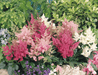 Astary® (Astilbe arendsii) Mix (Benary) - Farmers Stop