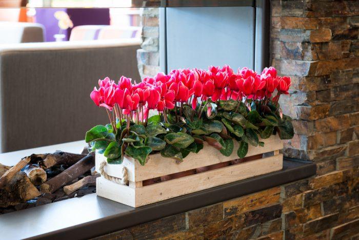 Cyclamen Super Serie Allure (Schoneveld, Germany) - Farmers Stop