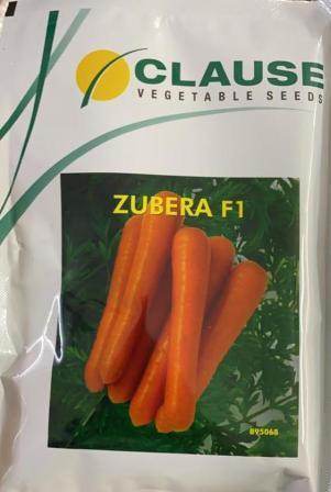 Zubera F1 Hybrid Carrot (Clause Seeds) - Farmers Stop