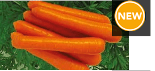 Zubera F1 Hybrid Carrot (Clause Seeds) - Farmers Stop