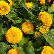 Dwarf Double Sunflower Seeds (AsiaPacific Seeds, New Zealand/Garden Festival) - Farmers Stop