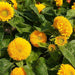 Dwarf Double Sunflower Seeds (AsiaPacific Seeds, New Zealand/Garden Festival) - Farmers Stop