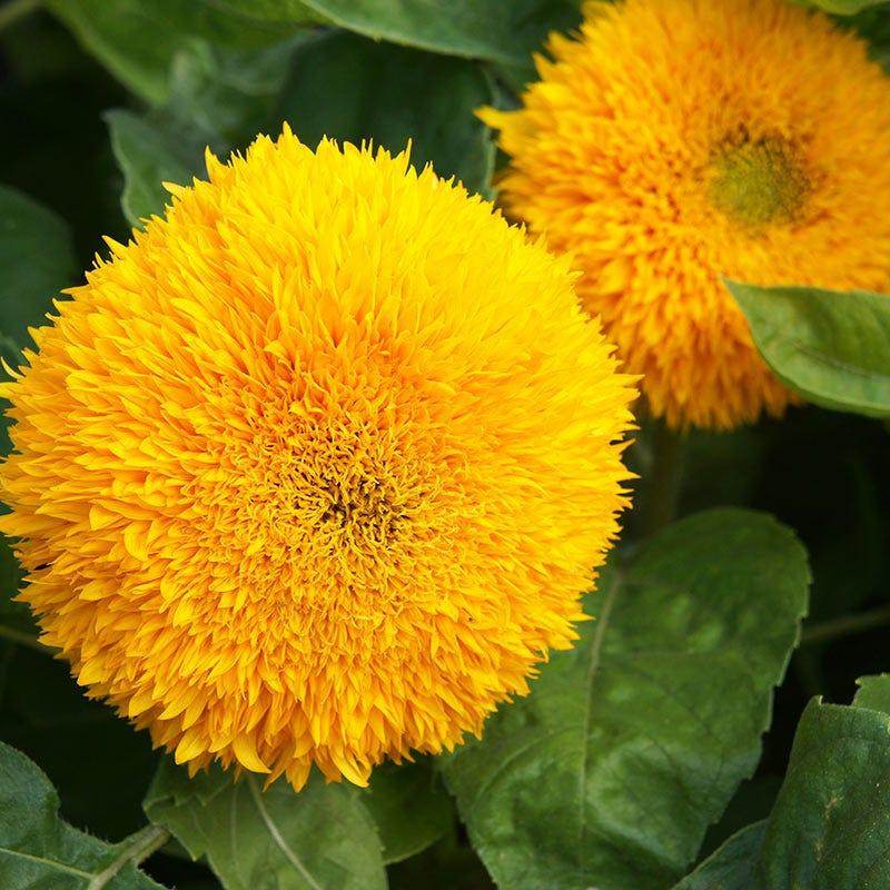 Dwarf Double Sunflower Seeds (AsiaPacific Seeds, New Zealand/Garden Festival) - Farmers Stop