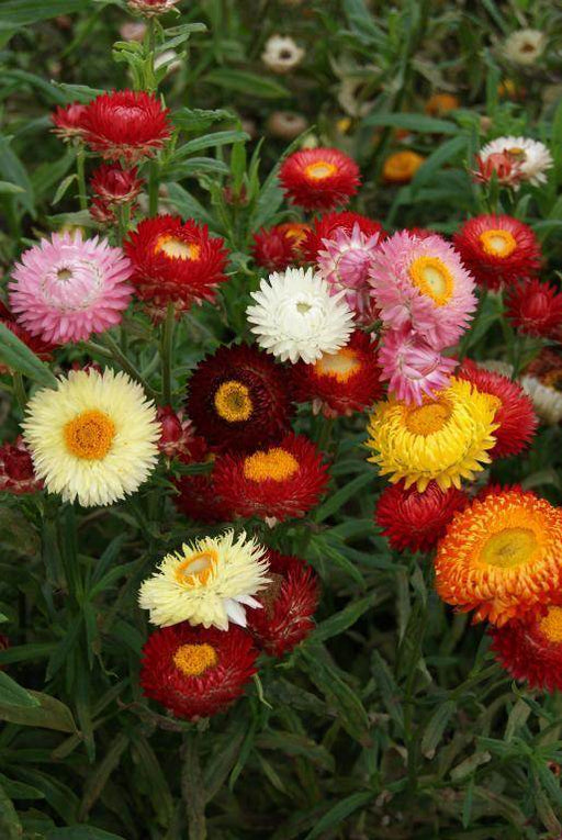 Helichrysum Pastel Mixed (AsiaPacific Seeds, New Zealand) - Farmers Stop