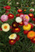 Helichrysum Pastel Mixed (AsiaPacific Seeds, New Zealand) - Farmers Stop