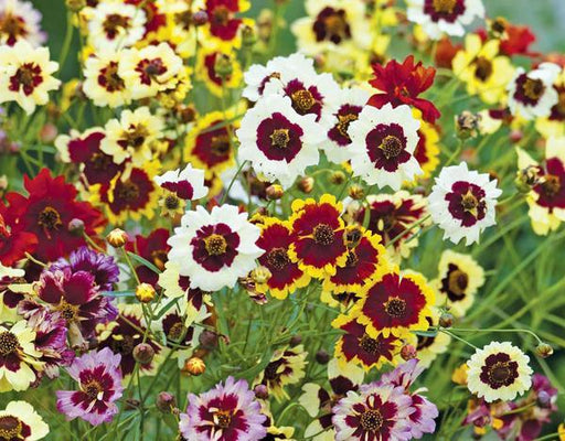 Coreopsis Opra Formula Mix (AsiaPacific Seeds, New Zealand) - Farmers Stop