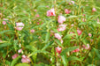 Balsam Camellia Flowered Mix (Garden Festival) - Farmers Stop