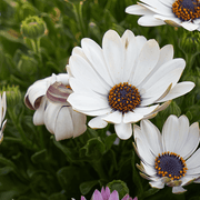 Dimorphoteca Glistening White (Garden Festival's) - Farmers Stop