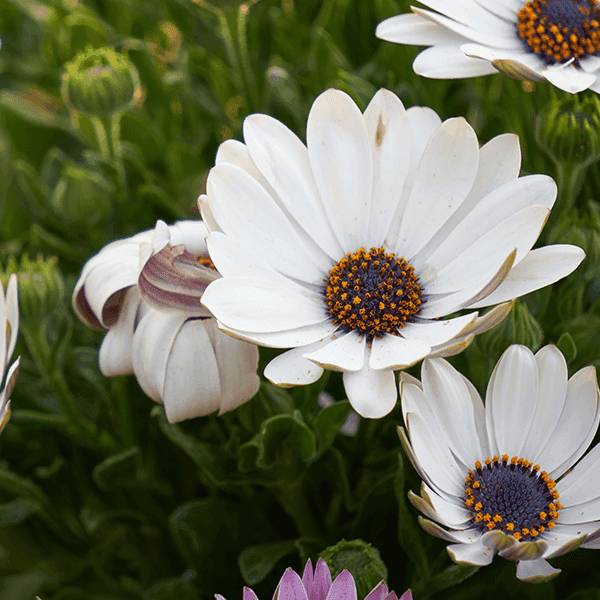 Dimorphoteca Glistening White (Garden Festival's) - Farmers Stop