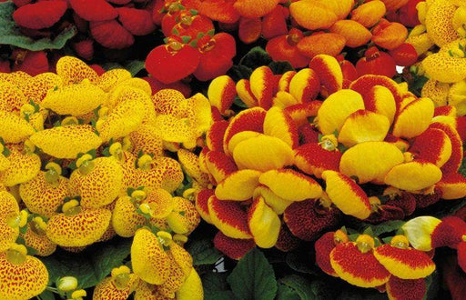 Calceolaria F1 Dainty Mix Pelleted (Sakata) - Farmers Stop