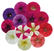 Petunia x hybrida grandiflora SUCCESS! 360 Maxi Mix (Benary) - Farmers Stop