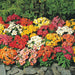 Nemesia Mix Sundrops (PanAmerican) - Farmers Stop
