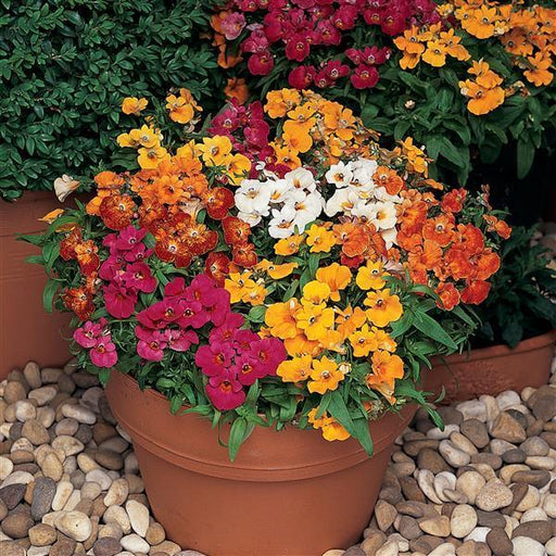 Nemesia Mix Sundrops (PanAmerican) - Farmers Stop