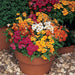 Nemesia Mix Sundrops (PanAmerican) - Farmers Stop