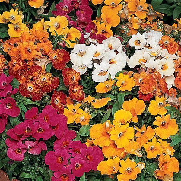 Nemesia Mix Sundrops (PanAmerican) - Farmers Stop