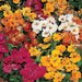 Nemesia Mix Sundrops (PanAmerican) - Farmers Stop
