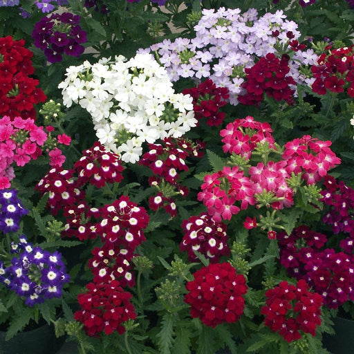 Verbena Obsession® Formula Mix (Goldsmith/SFlowers) - Farmers Stop