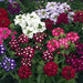 Verbena Obsession® Formula Mix (Goldsmith/SFlowers) - Farmers Stop