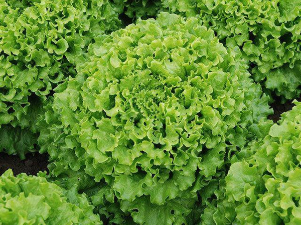 Green Leaf Lettuce Caipira (Enza Zaden) - Farmers Stop