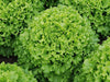 Green Leaf Lettuce Caipira (Enza Zaden) - Farmers Stop