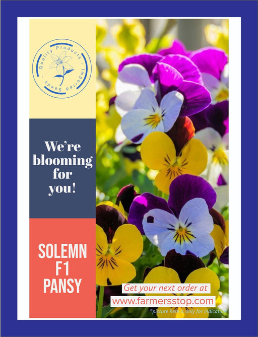 Solemn F1 Pansy Mix (Garden Festival) - Farmers Stop