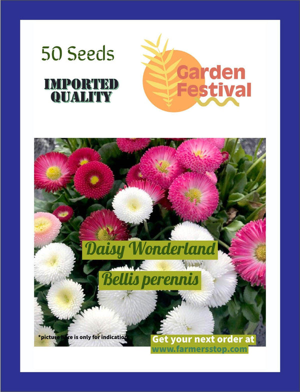 Daisy Wonderland Bellis perennis (Garden Festival) - Farmers Stop