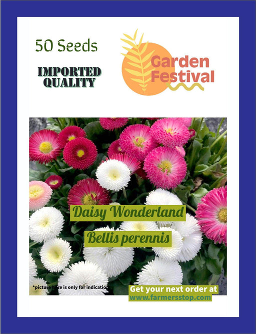 Daisy Wonderland Bellis perennis (Garden Festival) - Farmers Stop