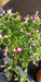 Torenia F1 Hybrid Pearl Mix (Indus Seeds) - Farmers Stop
