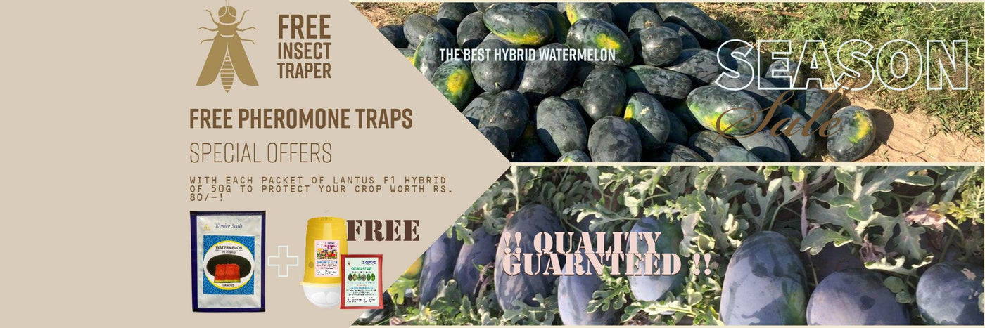 Lantus F1 Hybrid IceBox Watermelon - High-Yield, Disease-Tolerant Fruit Seed | Konico Seeds - Farmers Stop