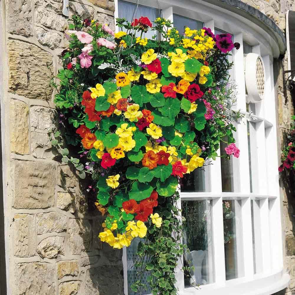 Jewel of Africa Nasturtium (Garden Festival) - Farmers Stop