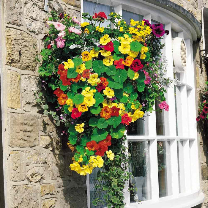 Jewel of Africa Nasturtium (Garden Festival) - Farmers Stop