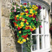 Jewel of Africa Nasturtium (Garden Festival) - Farmers Stop
