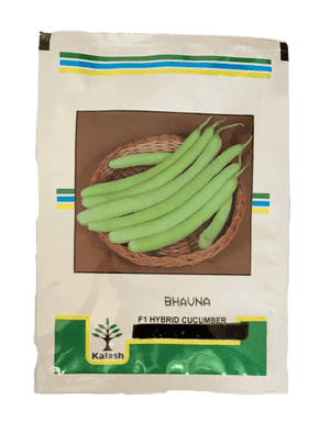 Kakdi Bhavna F1 Cucumber (Kalash seeds) - Farmers Stop