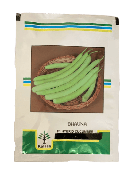 Kakdi Bhavna F1 Cucumber (Kalash seeds) - Farmers Stop