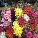 Antirrhinum F1 Madame Butterfly Mix - Farmers Stop