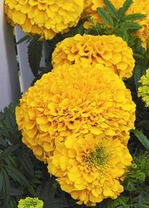 Perfection Gold Marigold/Inca Gold (Goldsmith/SFlowers) - Farmers Stop