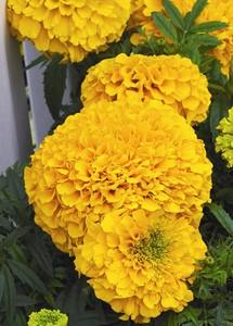 Perfection Gold Marigold/Inca Gold (Goldsmith/SFlowers) - Farmers Stop