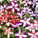 TriTunia Star Mix - Petunia ( Syngenta Flowers) - Farmers Stop
