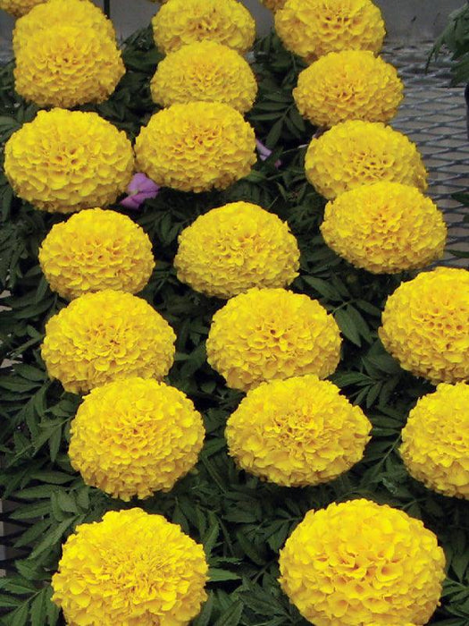 Marigold Dragon African Big Size Flower (Aga Agro Flower, Thailand) - Farmers Stop