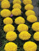 Marigold Dragon African Big Size Flower (Aga Agro Flower, Thailand) - Farmers Stop