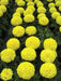 Marigold Dragon African Big Size Flower (Aga Agro Flower, Thailand) - Farmers Stop