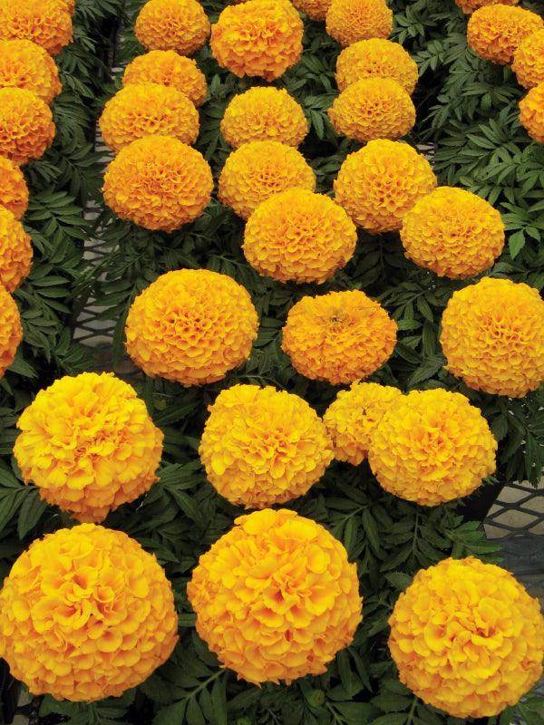 Marigold Dragon African Big Size Flower (Aga Agro Flower, Thailand) - Farmers Stop