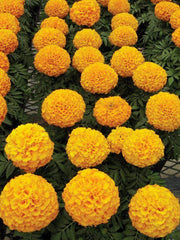 Marigold Dragon African Big Size Flower (Aga Agro Flower, Thailand) - Farmers Stop