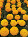 Marigold Dragon African Big Size Flower (Aga Agro Flower, Thailand) - Farmers Stop