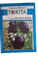 BLACK KING F1 HYBRID BRINJAL (TOKITA SEEDS) - Farmers Stop