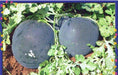 Shaktiman F1 Hybrid Watermelon (Tokita Seeds) - Farmers Stop