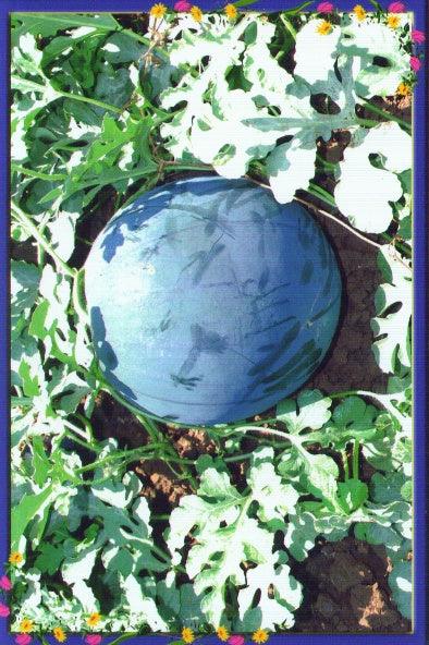 Shaktiman F1 Hybrid Watermelon (Tokita Seeds) - Farmers Stop
