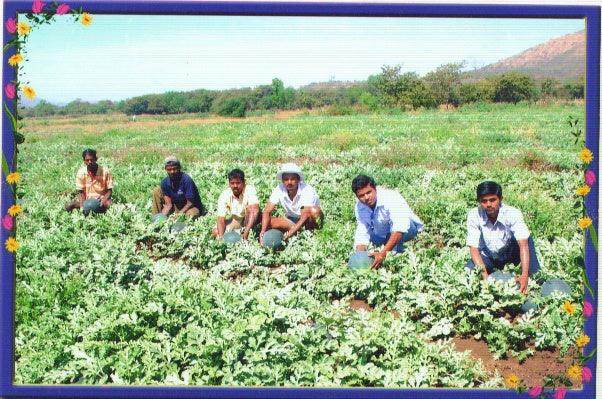 Shaktiman F1 Hybrid Watermelon (Tokita Seeds) - Farmers Stop